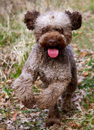 Hundefotos Thumbnail